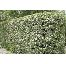 Blommande häck som insynsskydd i trädgården