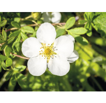 Blomma av en buskpotentilla-växt med fem kronblad