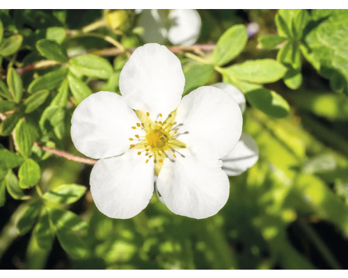 Blomma av en buskpotentilla-växt med fem kronblad