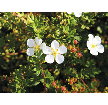 Blommande Potentilla med vita blommor