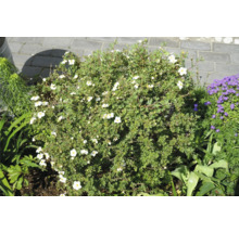 Blommande buske med gröna blad och vita blommor i trädgården.