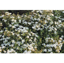 Blommande dvärgbuske med vita blommor