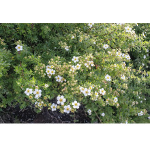 Blommande buske med gröna blad och vita blommor