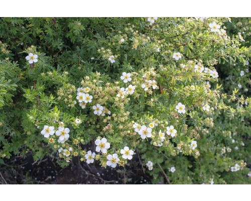Blommande buske med gröna blad och vita blommor