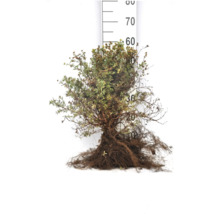 Berberis med rotklump framför en mätsticka