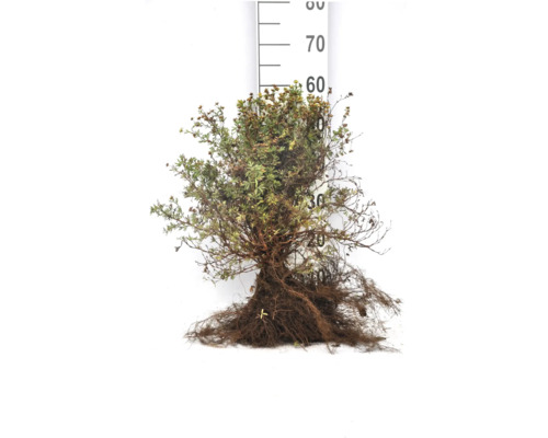 Berberis med rotklump framför en mätsticka