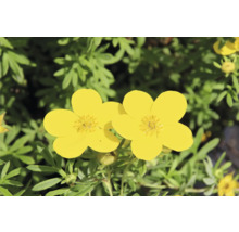 Gula fingerörtblommor i trädgården