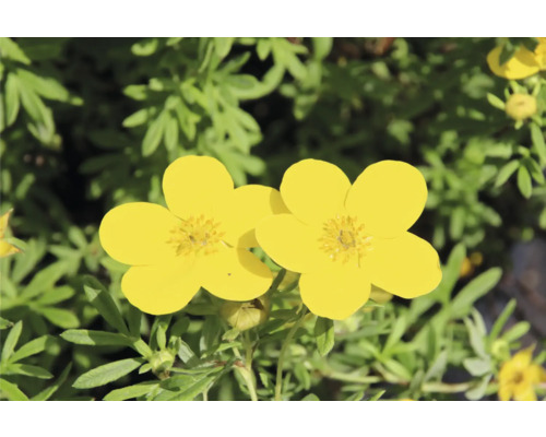 Gula fingerörtblommor i trädgården