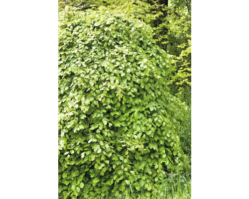 Lövträd med täta gröna blad