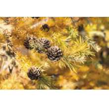 Närbild av lärkegrenar med kottar