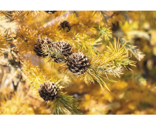 Närbild av lärkegrenar med kottar