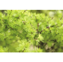 Närbild av lärk grenar