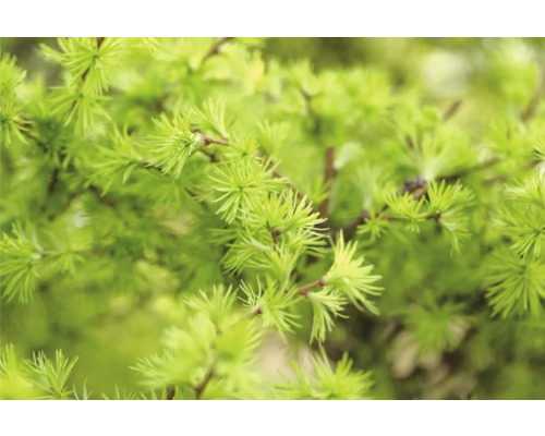 Närbild av lärk grenar