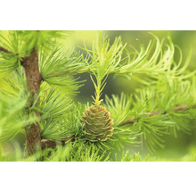 Lärk gren med kotte