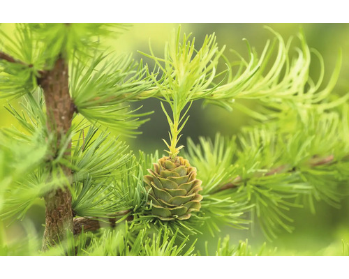 Lärk gren med kotte