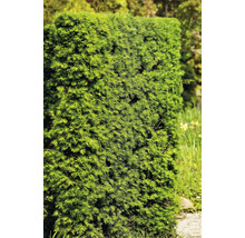 Formklippt buske i trädgården