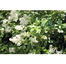 Blommande liguster med vita blommor och gröna blad