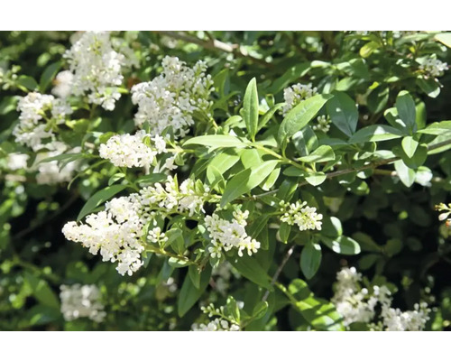 Blommande liguster med vita blommor och gröna blad
