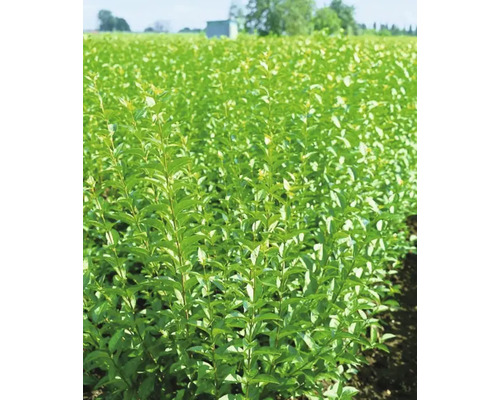 Fält med unga häckplantor