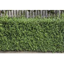 Tät, grön häck framför ett trästaket