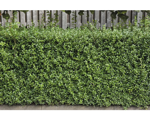 Tät, grön häck framför ett trästaket