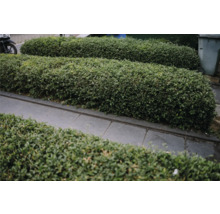 Geometriskt klippta häckar längs en väg för trädgårdsdesign.