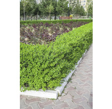 Välskött grön häck i en park bredvid en asfalterad stig