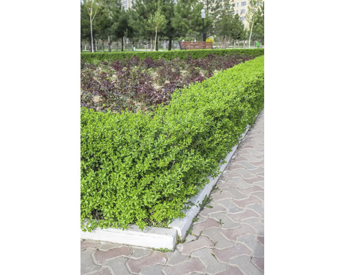 Välskött grön häck i en park bredvid en asfalterad stig