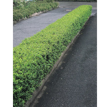 Häck som insynsskydd längs en stig