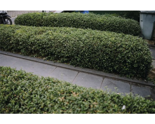 Geometriskt klippt trädgårdshäck bredvid en gångväg