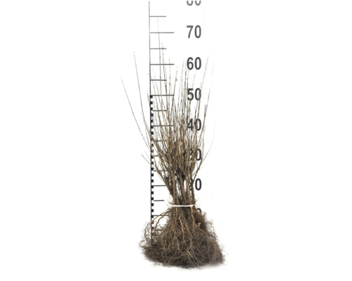 Rotklump av en växt med storleksangivelse i centimeter