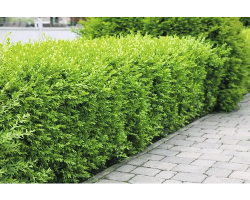 Grön, klippt häck som trädgårdsdesign