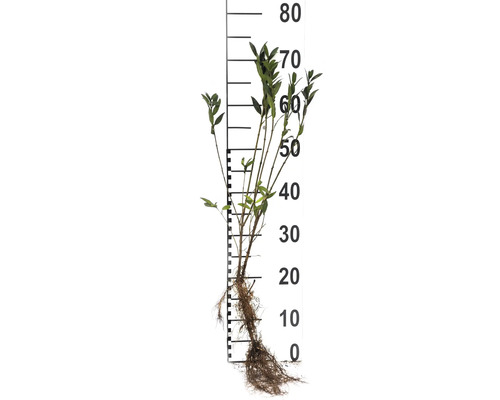Växt med rötter och blad bredvid en mätsticka för storleksindikation
