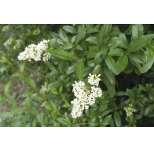 Blommande ligusterbuske med gröna blad