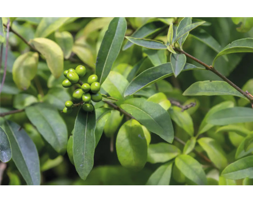 Närbild av Ilex crenata med gröna blad och bär