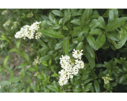 Blommande ligusterhäck med gröna blad