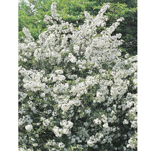 Bukettapel OMNIA GARDEN Malus toringo var. Sargentii 30-50cm 200-pack