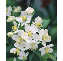 Bukettapel OMNIA GARDEN Malus toringo var. Sargentii 30-50cm 200-pack