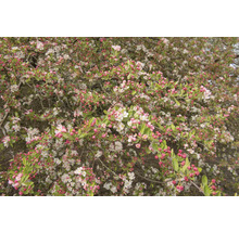 Närbild av ett blommande prydnadsäppelträd med vita blommor och rosa knoppar.