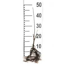 Ung planta med rötter och skala upp till 50 centimeter