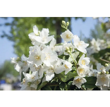 Närbild av blommande jasminväxt