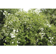 Blommande buske med vita blommor och gröna blad.