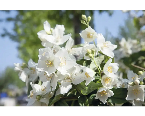 Närbild av en blommande doftschersminväxt