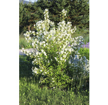 Doftschersmin i trädgården med gröna blad och vita blommor