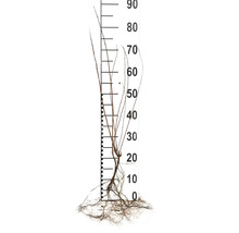 Växt med rötter och mätskala för att visa storleken