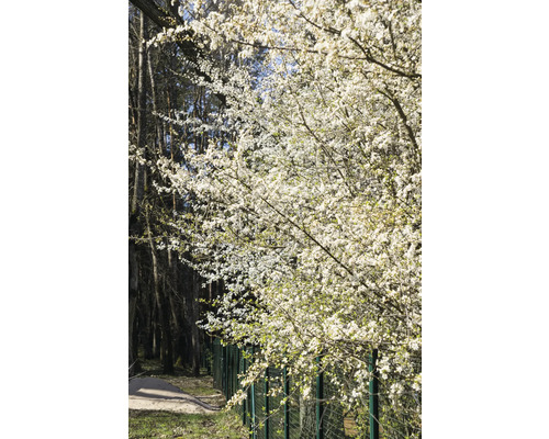 Blommande träd med vita blommor intill ett staket