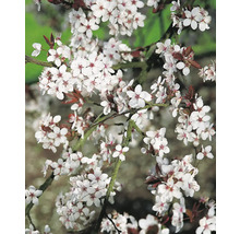 Blommande prydnadsapelträd med vita blommor
