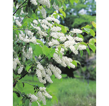 Blommande hägg med vita blommor och gröna blad