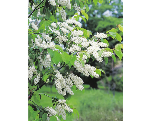 Blommande hägg med vita blommor och gröna blad