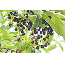 Mogna häggbär med gröna blad på trädet